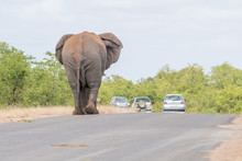 African Elephant, Loxodonta Africana, Walking On A Road