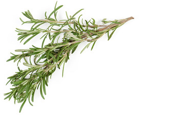 Wall Mural - Fresh rosemary twig located at the top and left, background