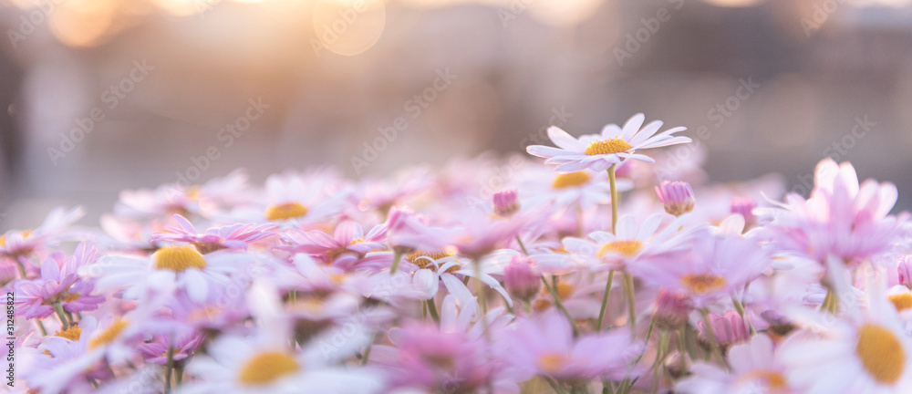 Flowering of white purple daisies with sunlight and bokeh background ...