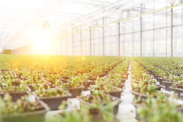 Row of herbs growing in greenhouse