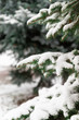 © Shi  - Merry christmas background. Green spiky fir branches decorated with snow