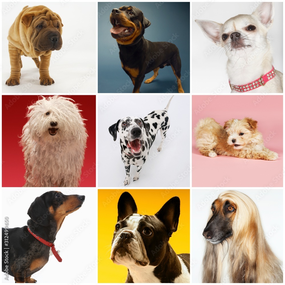 Collage of various pet dogs - obrazy, fototapety, plakaty 