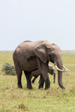 Fototapeta Sawanna - An elephant family with its calf grazing in the plains of Africa inside Masai Mara National Reserve during a wildlife safari