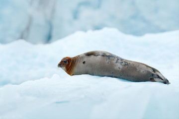 Bearded seal on blue and white ice in arctic Svalbard, with lift up fin. Wildlife scene in the nature.