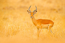Impala In Golden Grass. Beautiful Impala In The Grass With Evening Sun. Animal In The Nature Habitat. Sunset In Africa Wildlife. Implala Antelope Lying In The Grass Savannah, Okavango South Africa.