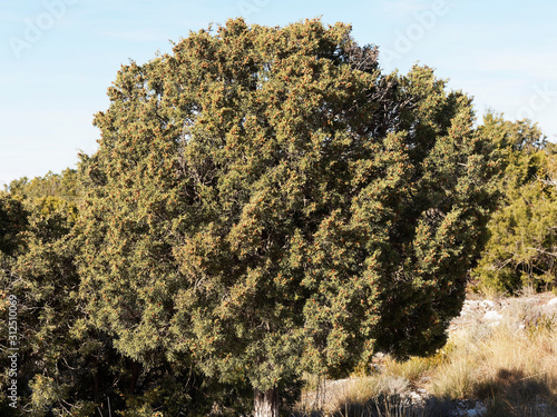 Fotografía (Juniperus phoenicea turbinata) Phoenicean junipera in garrigue of Provence with