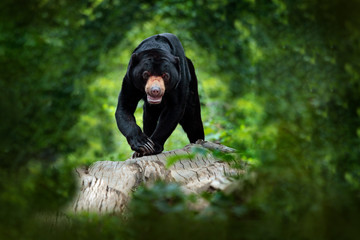 Sun bear, Helarctos malayanus, beautiful dangerous animal from Asian tropical forest. Portrait of Malayan Sun Bear in the green nature habitat, Sarawak, Malaysia. Wildlife nature.