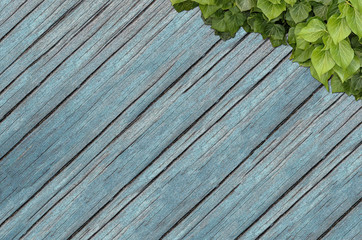 Wood planks covered by green leaves. Green ivy leaves climbing on wooden fence. Natural background texture.