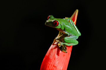 Wall Mural - Beautiful amphibian in the night forest. Detail close-up of frog red eye, hidden in green vegetation. Red-eyed Tree Frog, Agalychnis callidryas, animal with big eyes, in nature habitat, Costa Rica.