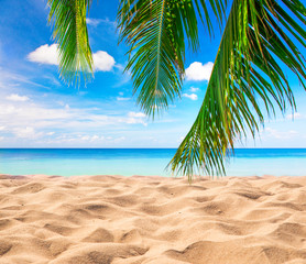 Poster - tropical beach with coconut palm