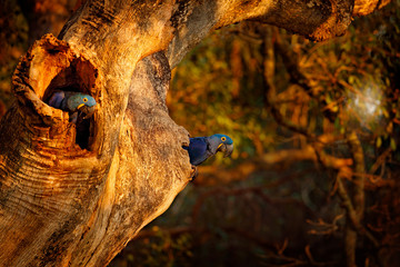 Wildlife Brazil. Hyacinth Macaw, Anodorhynchus hyacinthinus, blue parrot. Portrait big blue parrot, Pantanal, Brazil, South America. Beautiful rare bird in the nature habitat. Parrot in the nest.