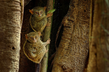 Spectral Tarsier, Tarsius spectrum, hidden portrait of rare nocturnal animals, in large ficus tree, Tangkoko National Park on Sulawesi, Indonesia. Family of small cute mammals.