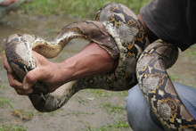 Python Is Biting His Hand Until Bled. Python Or True Python Is A Genus Of Pythons Which Includes Large Pythons In Africa And Asia.