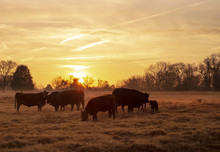 Beef Cattle In A Pasture With A Golden Sunrise Or Sunset