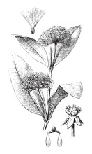 Common Milkweed (Asclepia Syriaca) / Vintage Illustration From Brockhaus Konversations-Lexikon 1908