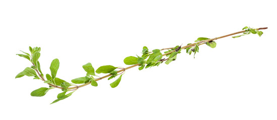 twig of marjoram (origanum majorana) herb isolated