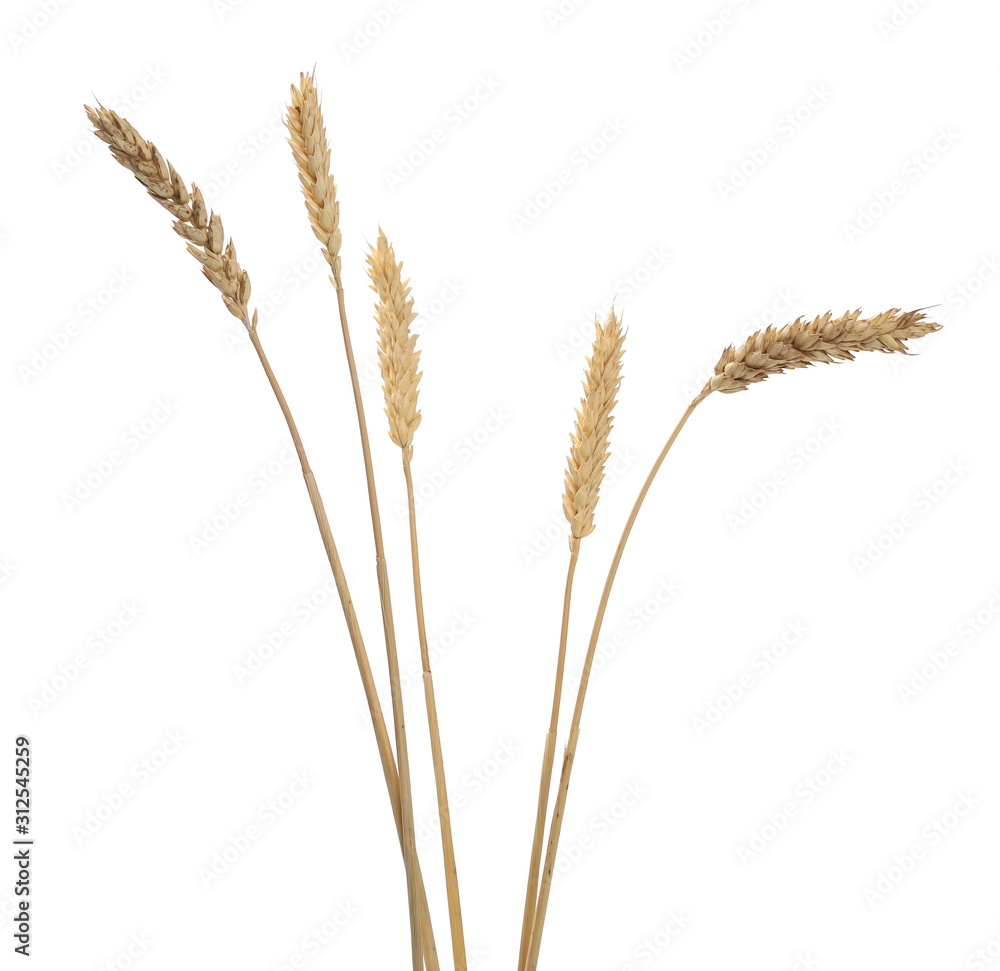 Dry wheat ears, crops isolated on white background - obrazy, fototapety, plakaty 
