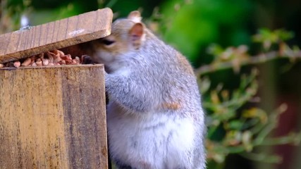Wall Mural - Grey squirrel feeding on peanuts from specially designed box in ureban garden.