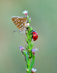 Closeup beautiful butterfly sitting on the flower.