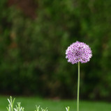 Fototapeta Dmuchawce - Purple flower on a meadow