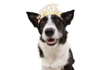 Wall Mural - dog celebrating new year with a text sign diadem. Isolated on white background.
