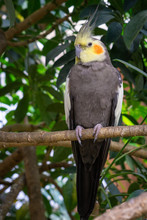 The Cockatiel (Nymphicus Hollandicus), Also Known As Weiro Bird, Or Quarrion, Is A Bird That Is A Member Of Its Own Branch Of The Cockatoo Family Endemic To Australia. They Are Prized As Household Pet
