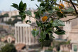 Mandarini a Roma