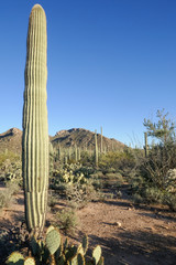 Wall Mural - Sagauro Desert