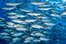 School Of Jack Fishes