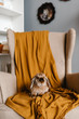 © Alina Hvostikova/Stocksy - Little bunny on armchair at home