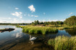 © Chris Zielecki/Stocksy - Swan on lake among grass in evening