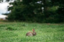 Tiny Rabbit Playing On Green Meadow