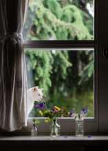 White Cat Looking From Outside At Flowers In Glass Bottles On The Inside On Windowsill