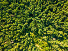 Aerial View From Drone On Summer Green Forest In Sunny Morning. Environmental Conservation Concept