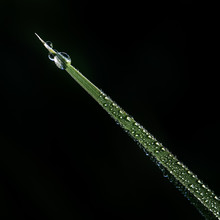 Dew Drops On A Blade Of Grass