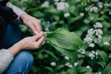 A Woman's Hands Picking Wild Garlic Leaves