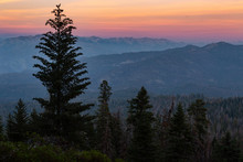 Mountain Golden Sunset With Pine Trees