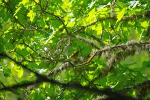 Yellowhammer Bird Wondering Around The Branches In Estonia