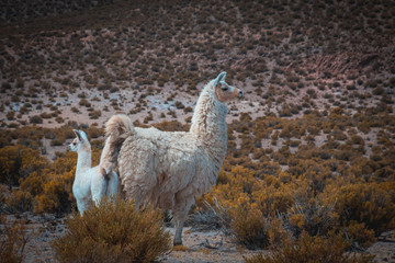 dos llamas, la madre junto a su llama bebé