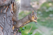 Red Squirrel On A Tree