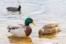 Male And Female Mallard In A Pond On The Water With A Eurasian (or Common) Coot In The Foreground