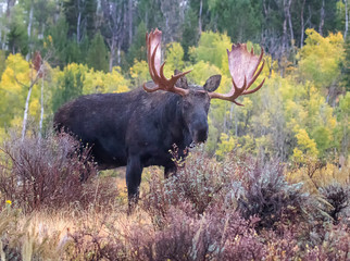 Sticker - BULL MOOSE IN AUTUMN COLORS STOCK IMAGE