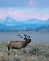 bull elk in sagebrush meadow stock image
