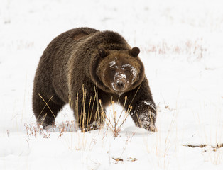 Sticker - GRIZZLY BEAR IN SNOW STOCK IMAGE