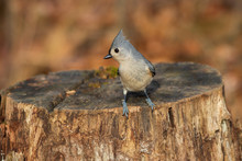 Tufted Titmouse Standing On A Stump