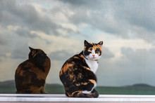 Cat And Her Reflection In The Glass. Sky Reflected In The Background. Female Cat. Blind-eyed Cat.