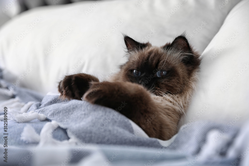 Cute Balinese cat covered with blanket on bed at home. Fluffy pet - obrazy, fototapety, plakaty 