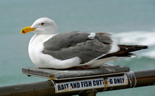 Closeup Of A Gray And White Seagull On The Huntington Beach Pier With The Ocean In The Background. It Is Sitting On A Small Platform On A Railing With A "bait And Fish Cutting Only" Sign Underneath.
