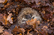 Hedgehog, wild, native, European hedgehog hibernating in winter in fallen Autumn leaves.  Horizontal.  Space for copy.