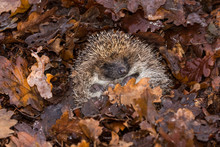 Hedgehog, Wild, Native, European Hedgehog Hibernating In Winter In Fallen Autumn Leaves.  Horizontal.  Space For Copy.